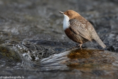 3 Wasseramsel - Cinclus cinclus