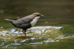 4 Wasseramsel - Cinclus cinclus