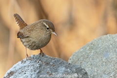 14 Zaunkönig - Troglodytes troglodytes