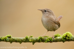 16 Zaunkönig - Troglodytes troglodytes