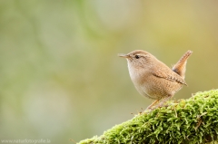 17 Zaunkönig - Troglodytes troglodytes