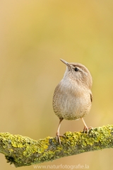 18 Zaunkönig - Troglodytes troglodytes