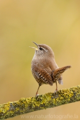 20 Zaunkönig - Troglodytes troglodytes