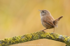 21 Zaunkönig - Troglodytes troglodytes