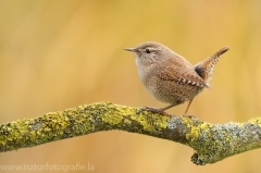 22 Zaunkönig - Troglodytes troglodytes