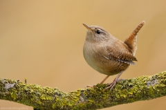 23 Zaunkönig - Troglodytes troglodytes