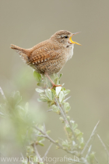 26 Zaunkönig - Troglodytes troglodytes