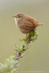 29 Zaunkönig - Troglodytes troglodytes