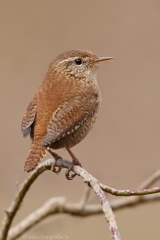 13 Zaunkönig - Troglodytes troglodytes