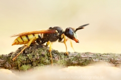 43 Bienenwolf - Philanthus triangulum