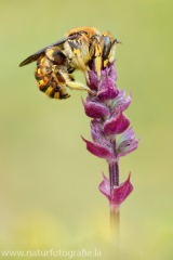 55 Große Wollbiene - Anthidium manicatum