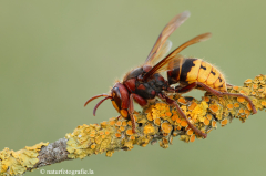 16 Hornisse - Vespa crabro