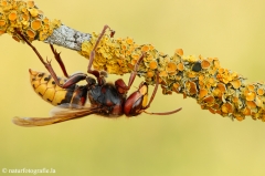 17 Hornisse - Vespa crabro