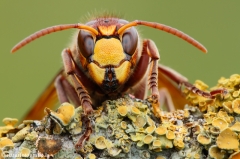 19 Hornisse - Vespa crabro