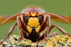 20 Hornisse - Vespa crabro