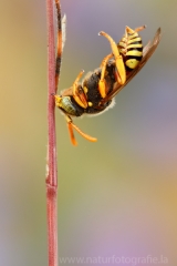 12 Wespenbiene - Nomada sexfasciata