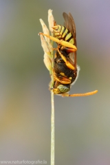 11 Wespenbiene - Nomada sexfasciata