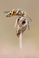 45 Wespenbiene - Nomada emarginata