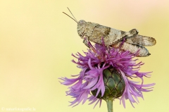 47 Blauflügelige Ödlandschrecke