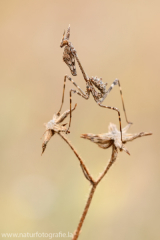 70 Haubenfangschrecke - Empusa pennata