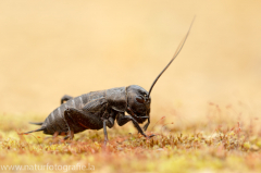 68 Feldgrille - Gryllus campestris ♂