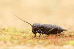 67 Feldgrille - Gryllus campestris ♂