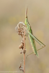 60 Gewöhnliche Nasenschrecke