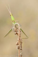 61 Gewöhnliche Nasenschrecke