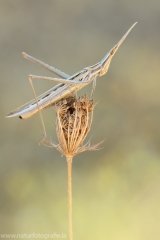 62 Gewöhnliche Nasenschrecke