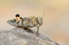 Gefleckte Schnarrschrecke - Bryodemella tuberculata