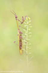 69 Haubenfangschrecke - Empusa pennata