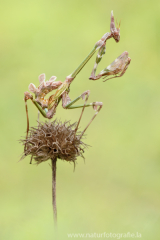 72 Haubenfangschrecke - Empusa pennata