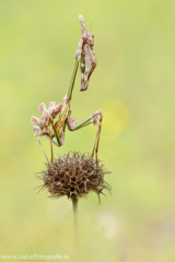 73 Haubenfangschrecke - Empusa pennata