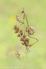 74 Haubenfangschrecke - Empusa pennata