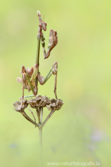 Haubenfangschrecke - Empusa pennata