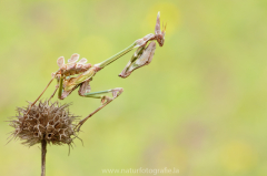 Haubenfangschrecke - Empusa pennata