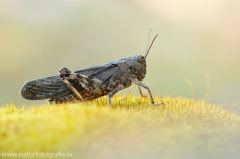 82 Rotflügelige Schnarrschrecke - Psophus stridulus