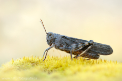 81 Rotflügelige Schnarrschrecke - Psophus stridulus