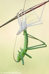 Insekten &raquo; Fangschrecken, Heuchschrecken, Grashuepfer