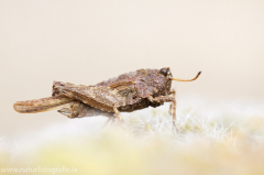 83 Säbel-Dornschrecke - Tetrix subulata ♀