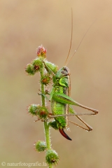 50 Warzenbeißer - Fam.Tettigoniidae