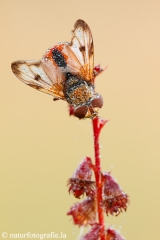 42 Breitflügelige Raupenfliege