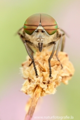 49 Bremse - Tabanidae