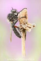 99 Echte Schneidenfliege - Leptarthrus brevirostris ♂