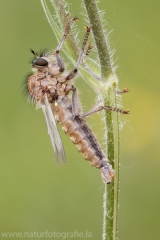 29 Raubfliege - Asilidae