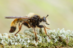 76 Gelbe Mordfliege - Laphria flava ♂