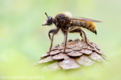 100 Gelbe Mordfliege - Laphria flava ♀