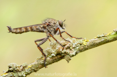 97 Gemeine Raubfliege - Tolmerus atricapillus ♂