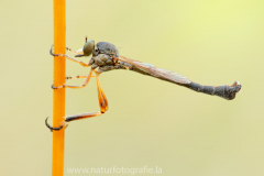 96 Gemeine Schlankfliege - Leptogaster cylindrica ♂