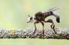 85 Große Mordfliege - Laphria gibbosa ♂